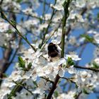 hummel im weißdorn