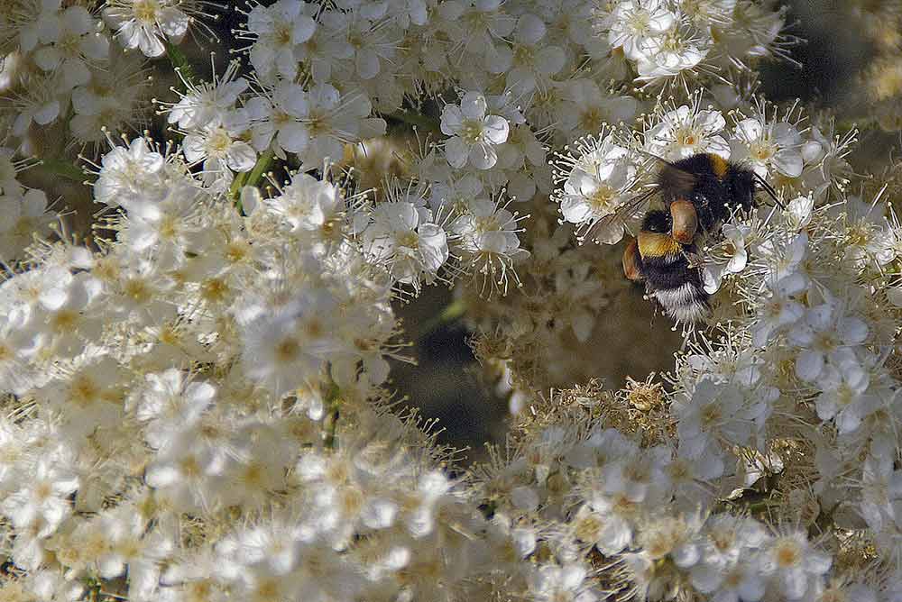 Hummel im weißen Blütenmeer!