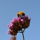 Hummel im Wind