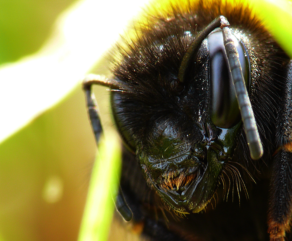 Hummel im Zeichen von Tarantulla und Formicula