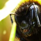 Hummel im Zeichen von Tarantulla und Formicula