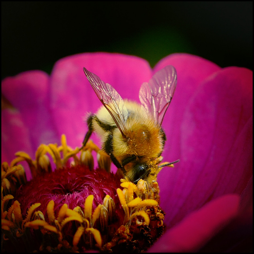 Hummel im Zinnienbeet