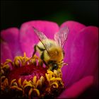 Hummel im Zinnienbeet