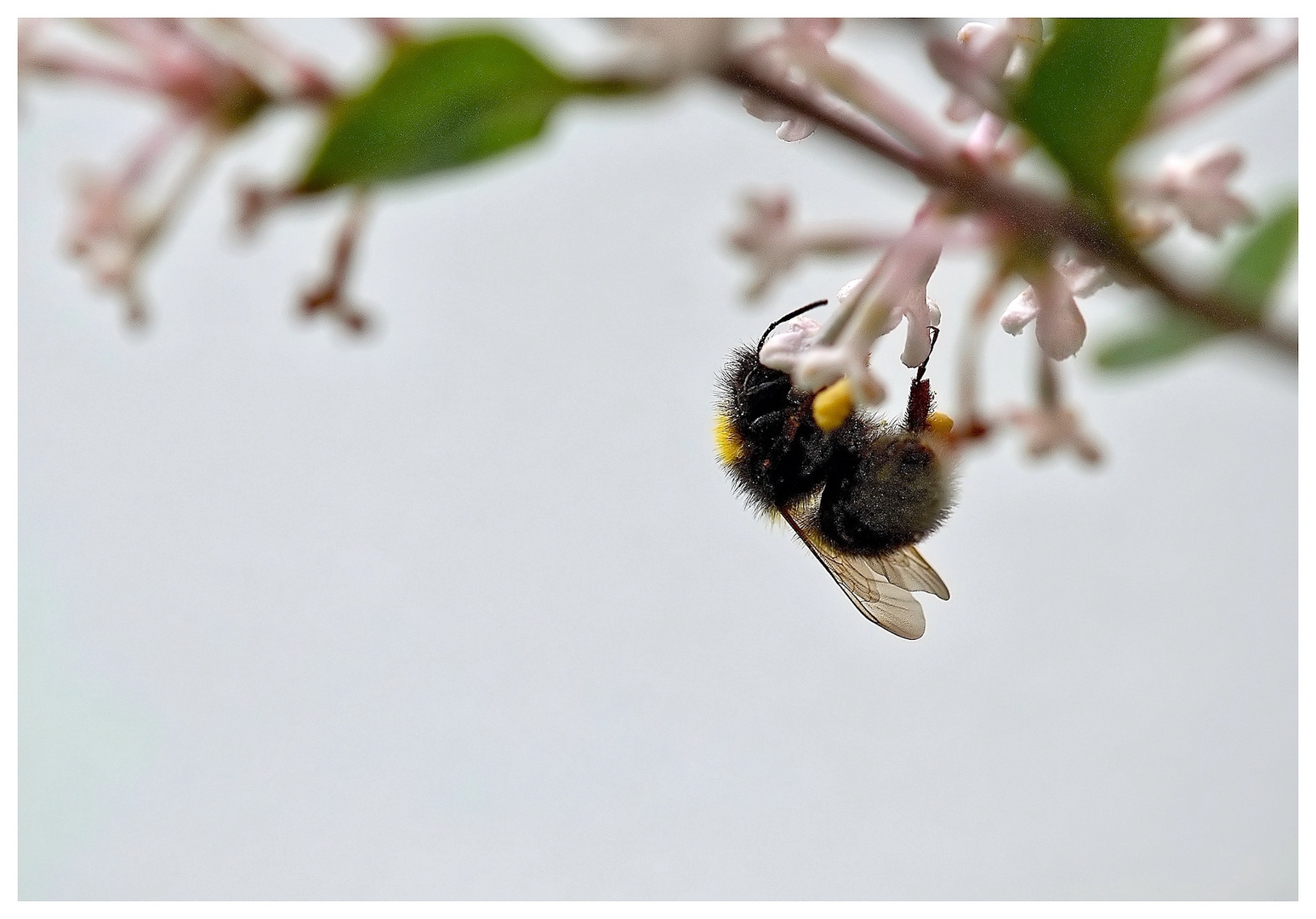 Hummel im Zwergflieder 