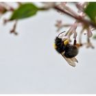 Hummel im Zwergflieder 