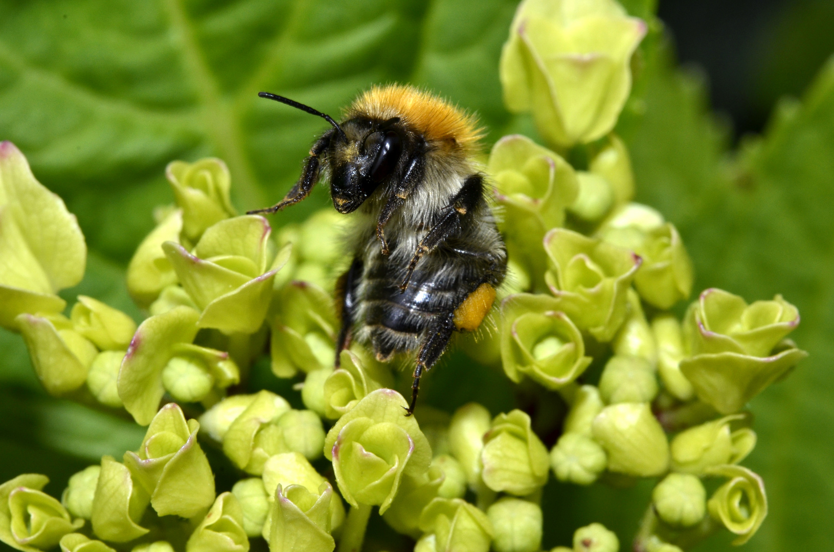 Hummel in Abwehrhaltung