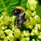 Hummel in Abwehrhaltung