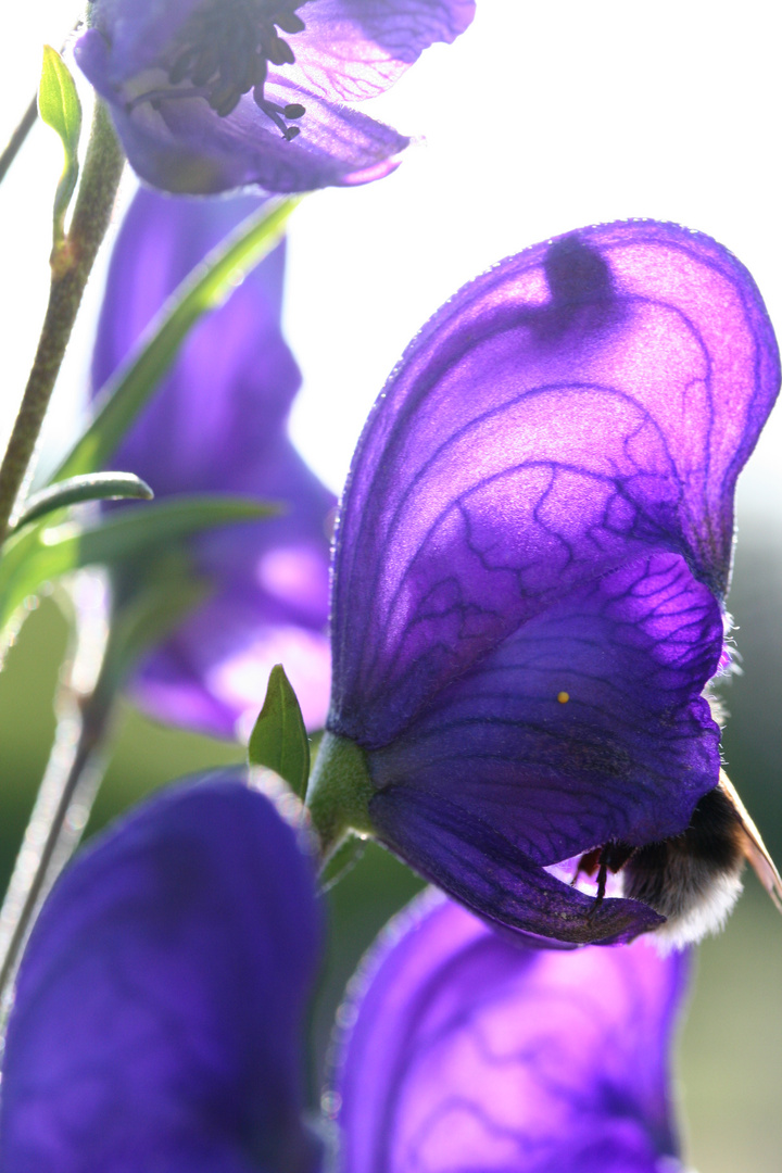 Hummel in Aconitum napellus Blüte