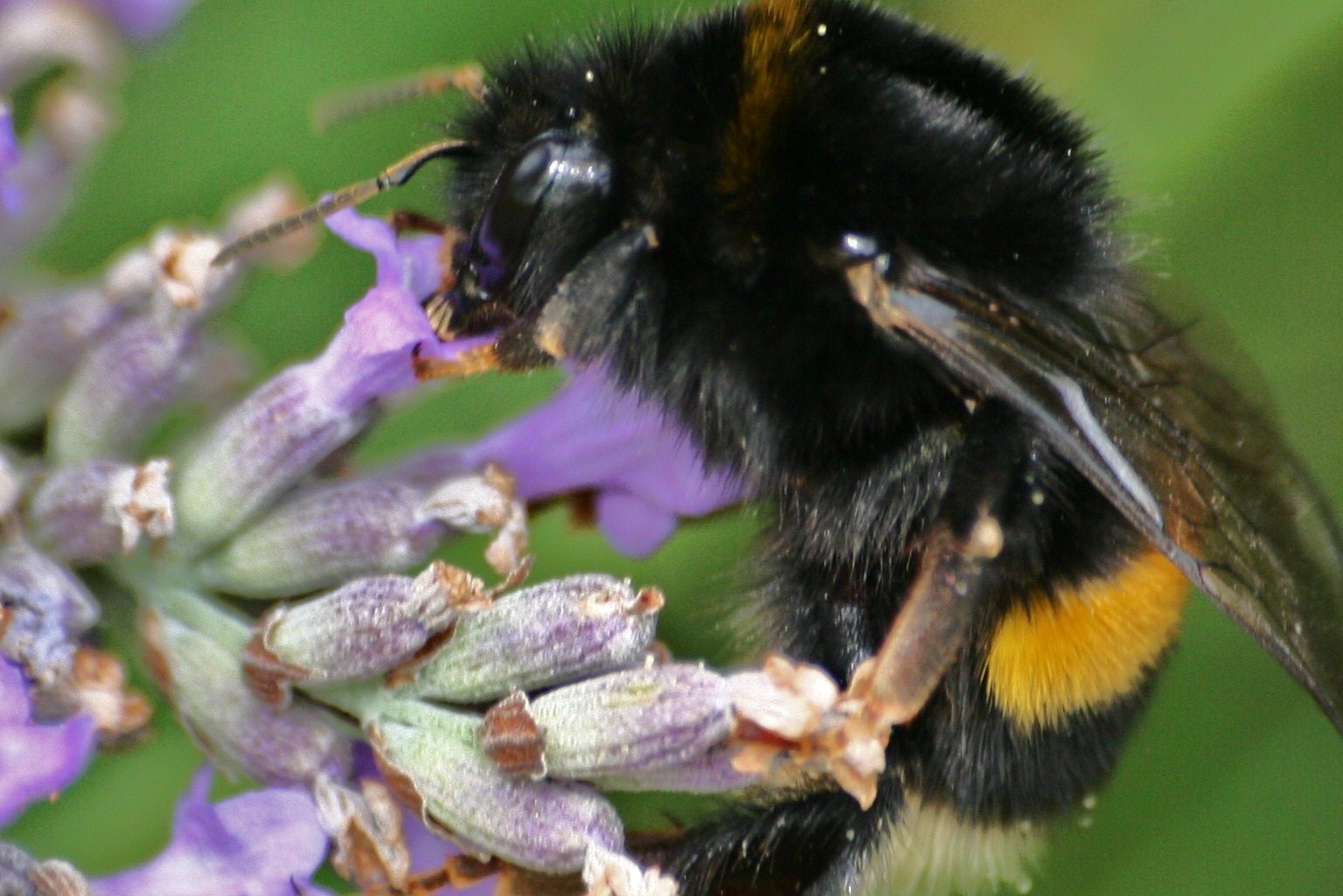 Hummel in Aktion