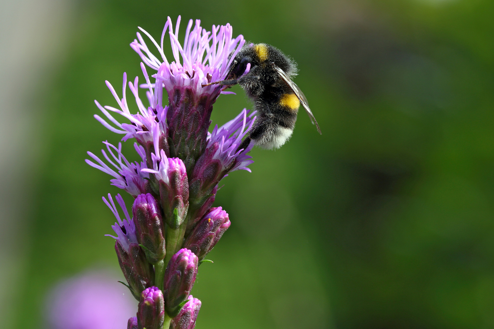 Hummel in Aktion