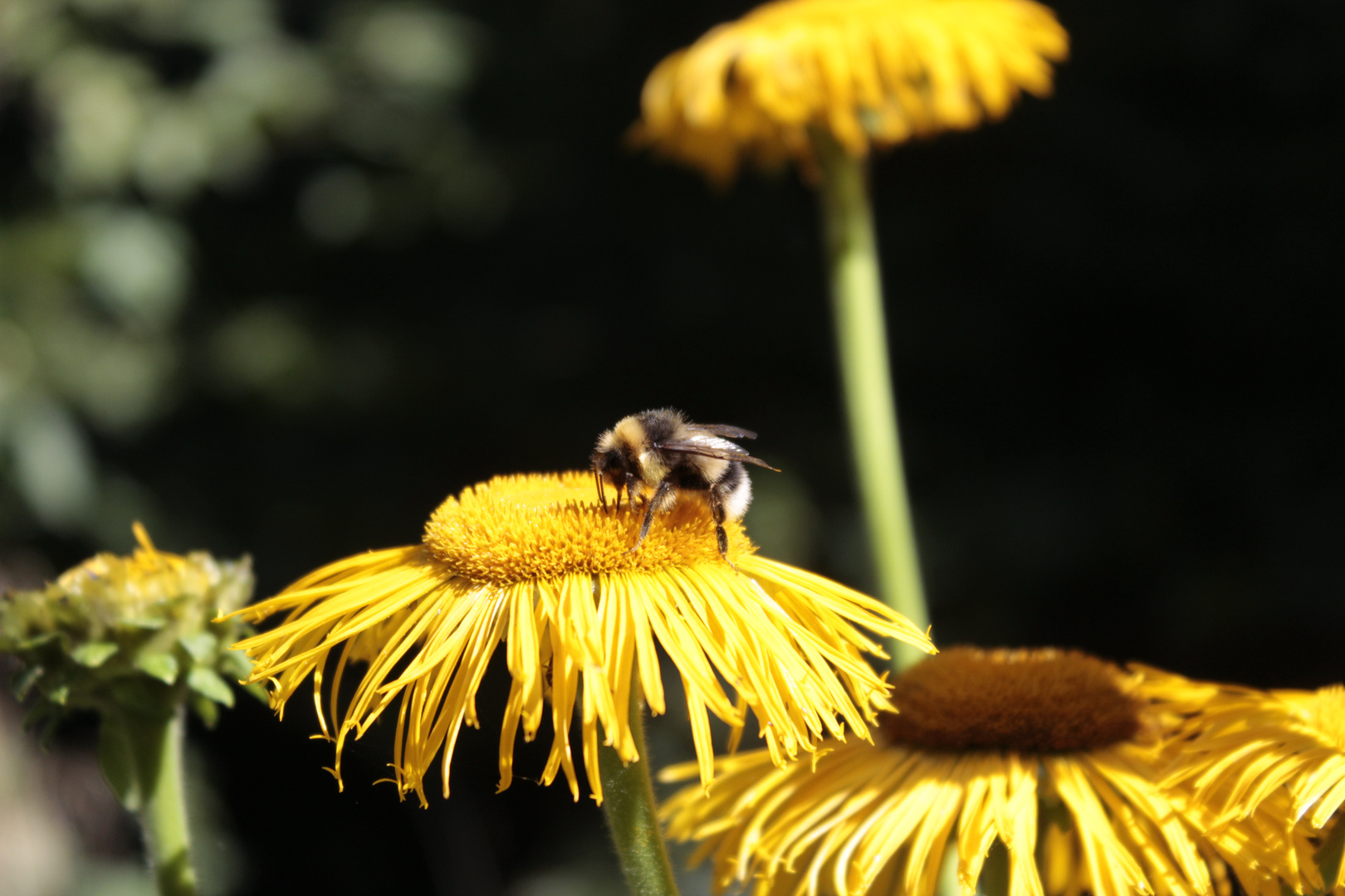 Hummel in Aktion