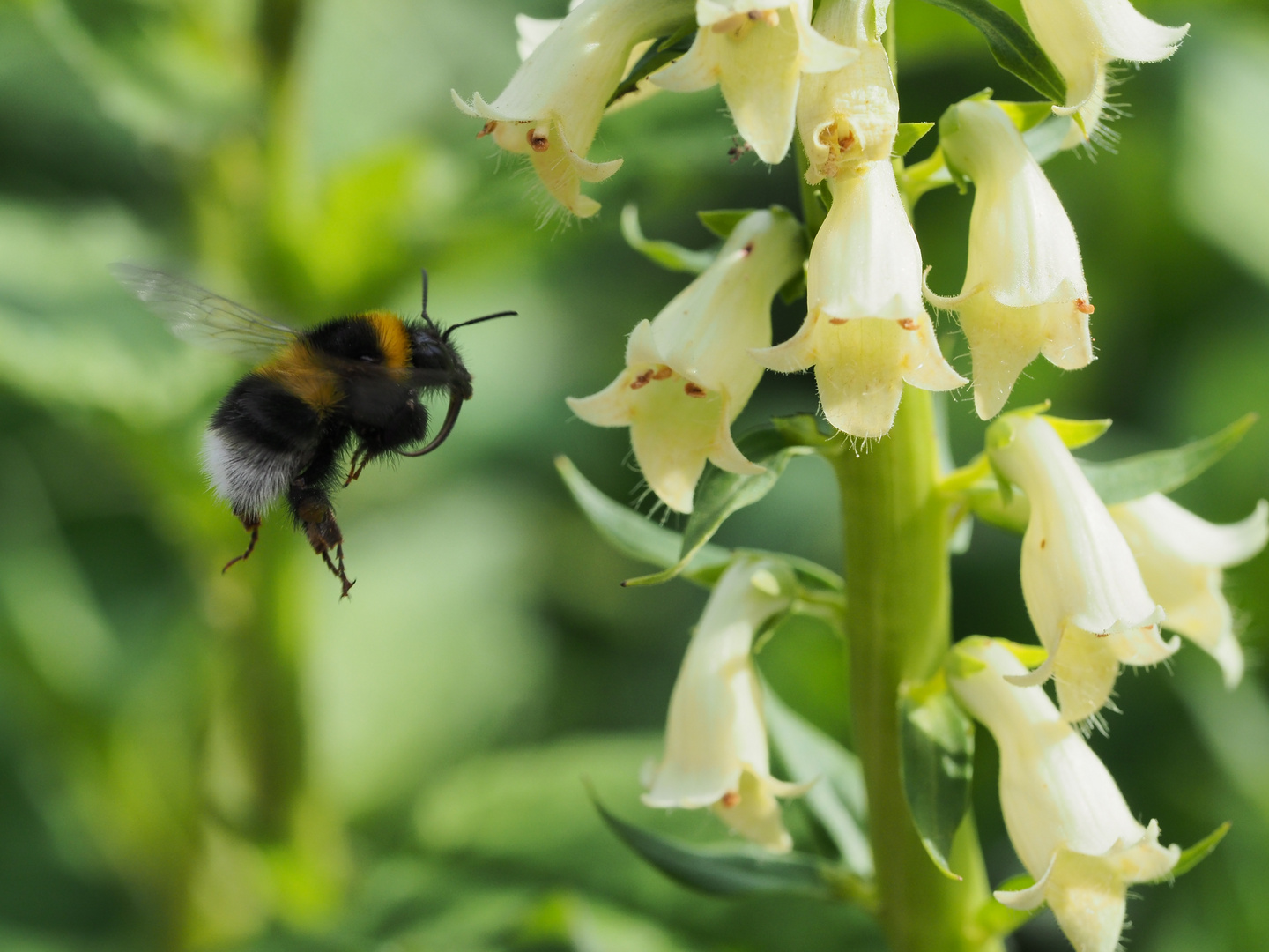 Hummel in an Flug