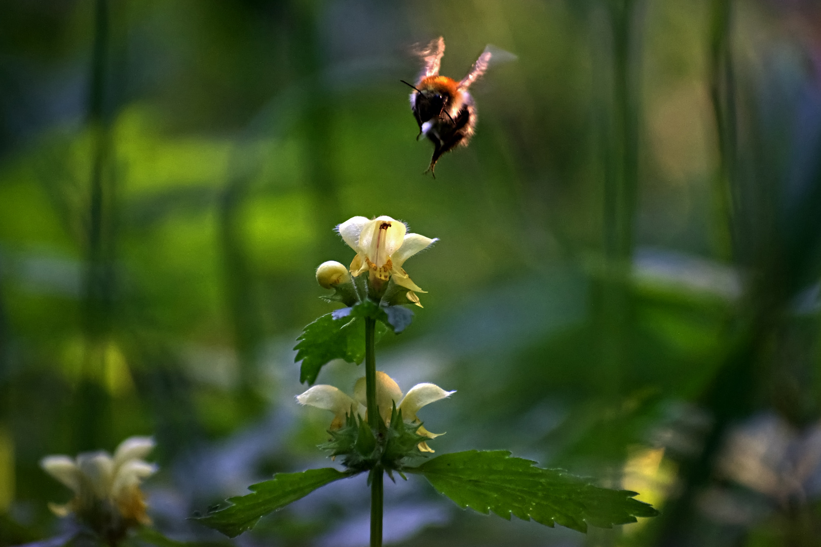 Hummel in Anflug