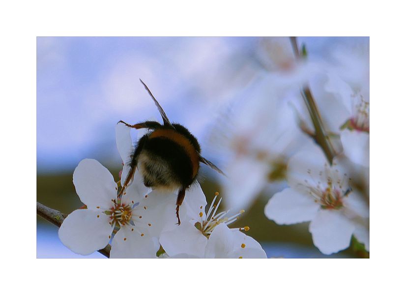Hummel in Baumblüten