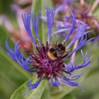 Hummel in Bergflocken Blüte