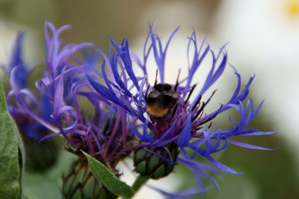 Hummel in Bergflocken Blüte