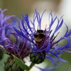 Hummel in Bergflocken Blüte