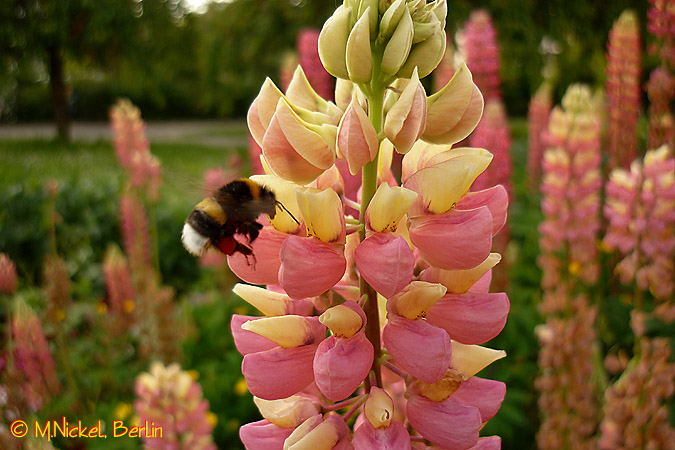 Hummel in Berlin-Marzahn