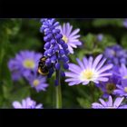 Hummel in blau