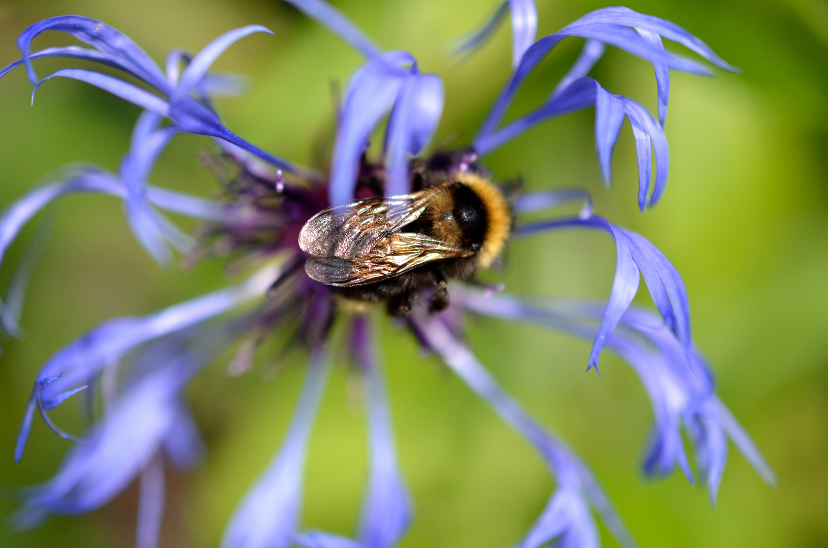 Hummel in Blau