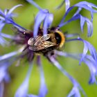 Hummel in Blau