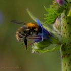  Hummel in Blüte