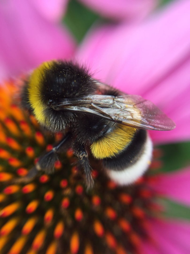 Hummel in Blüte 