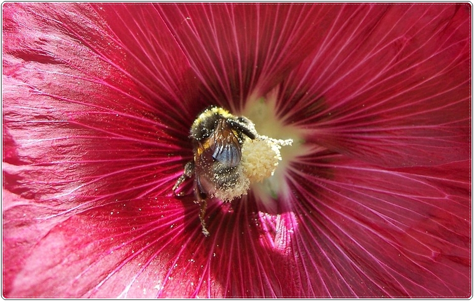 Hummel in Blüte