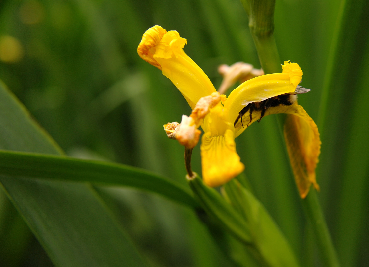 Hummel in Blüte