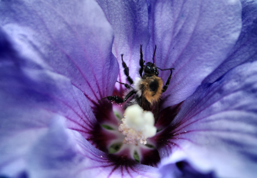 Hummel in Blüte