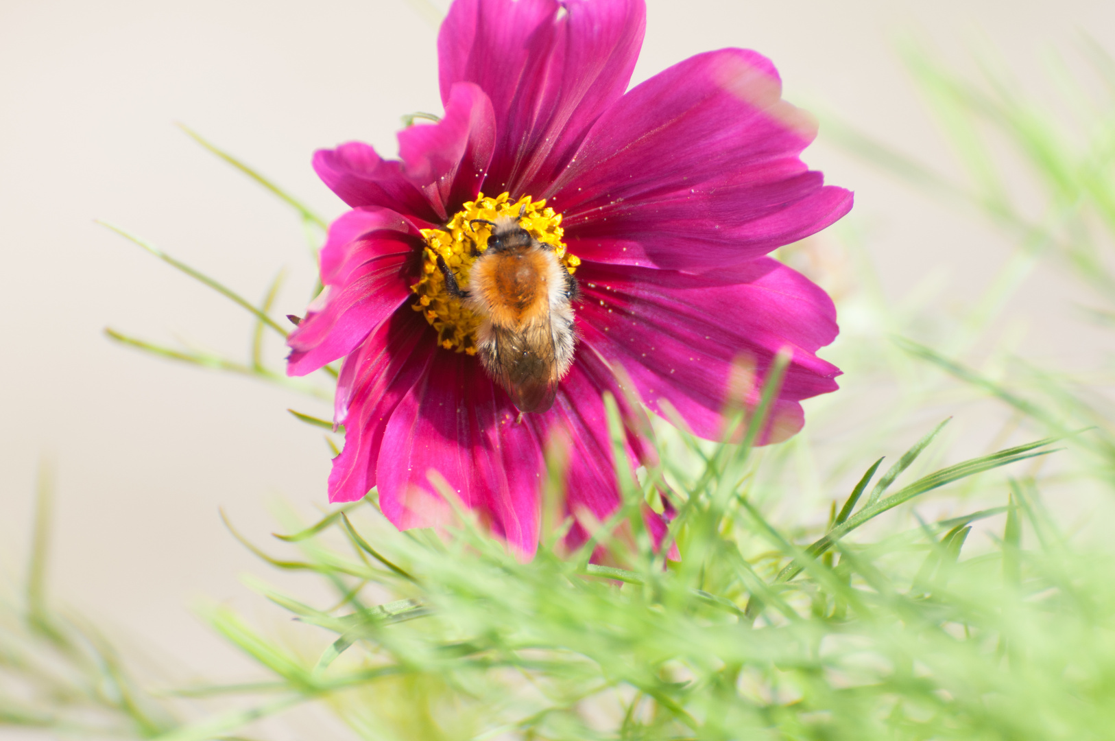 Hummel in Blüte