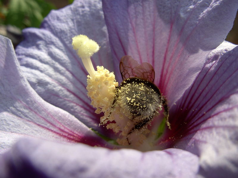 Hummel in Blüte