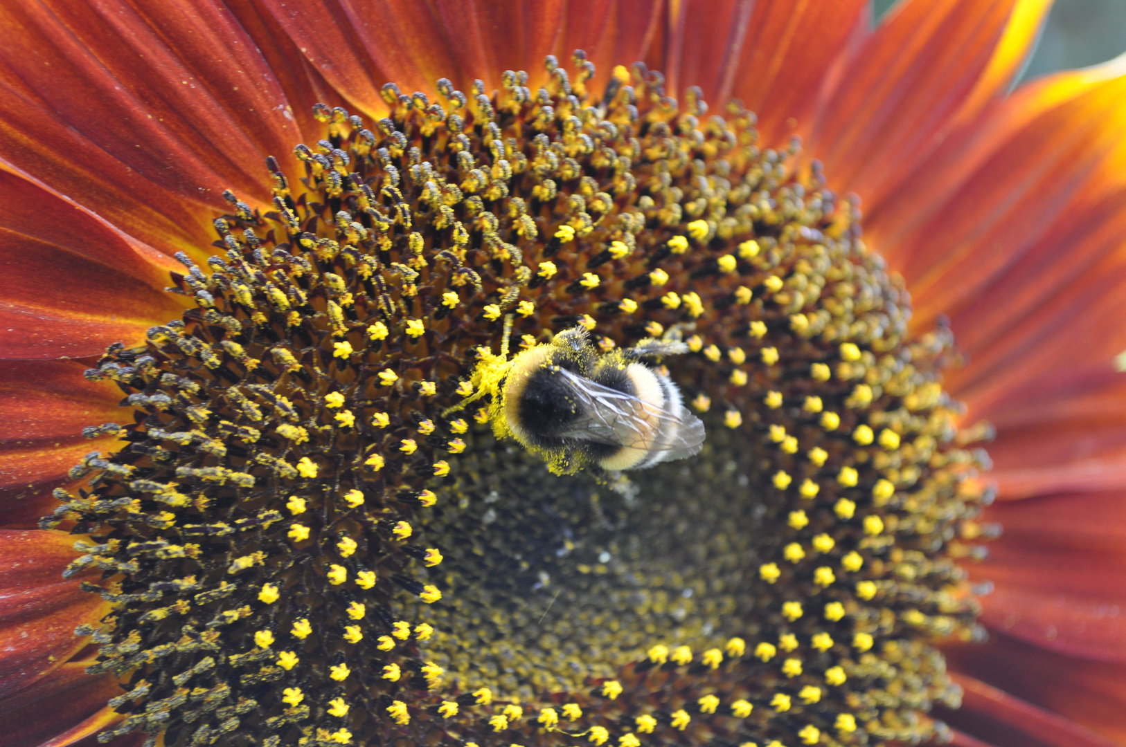 Hummel in Blüte