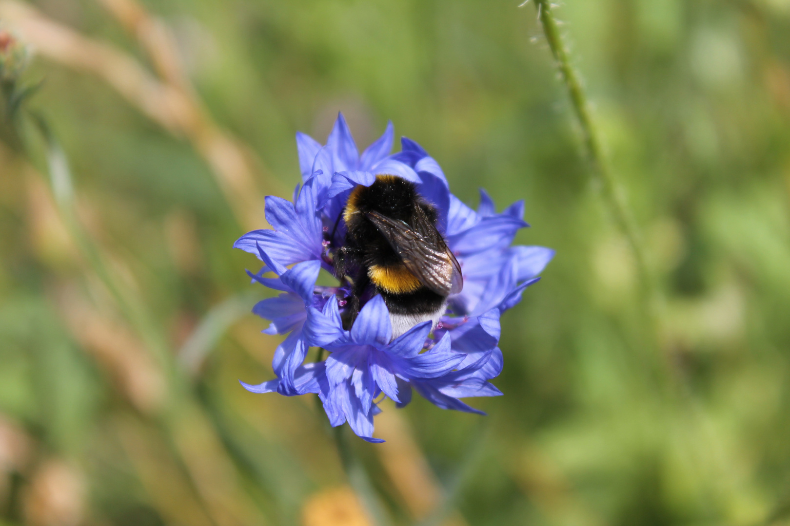 Hummel in Blüte 