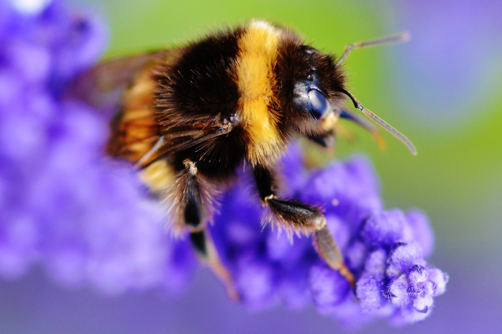 Hummel in Blume