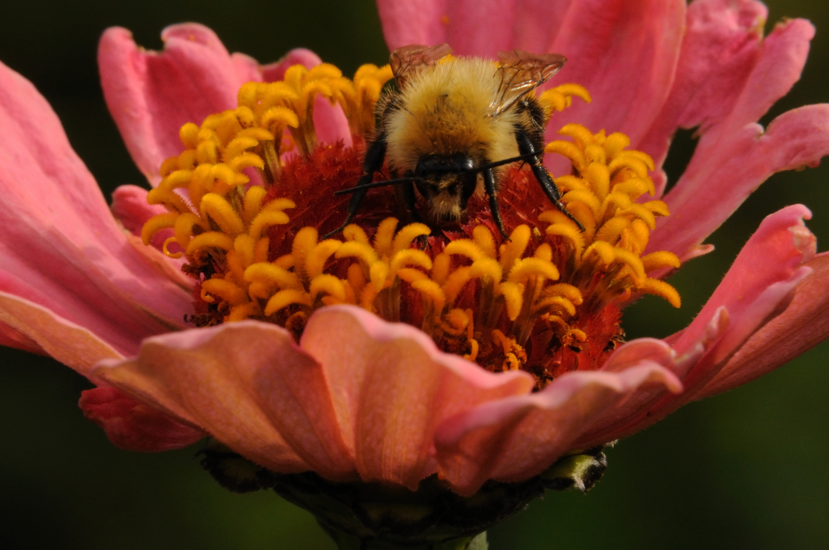 Hummel in Blume