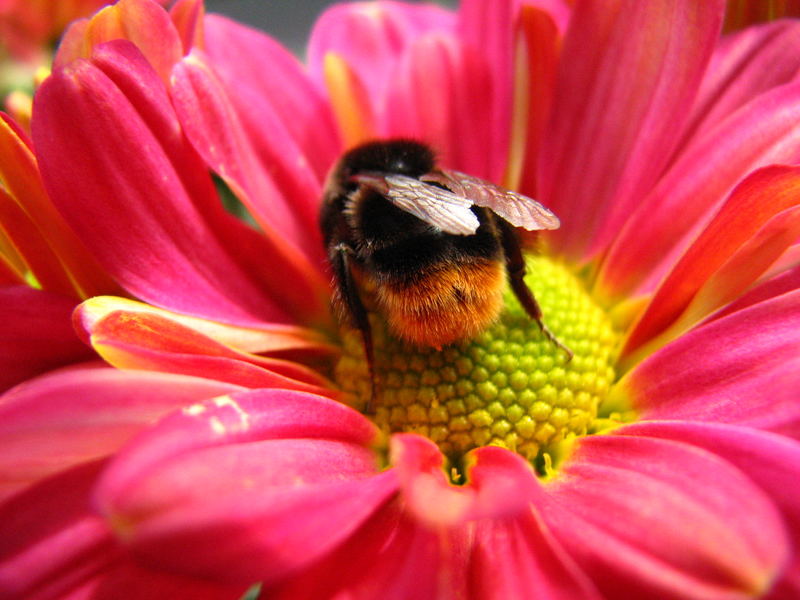 Hummel in der Blüte