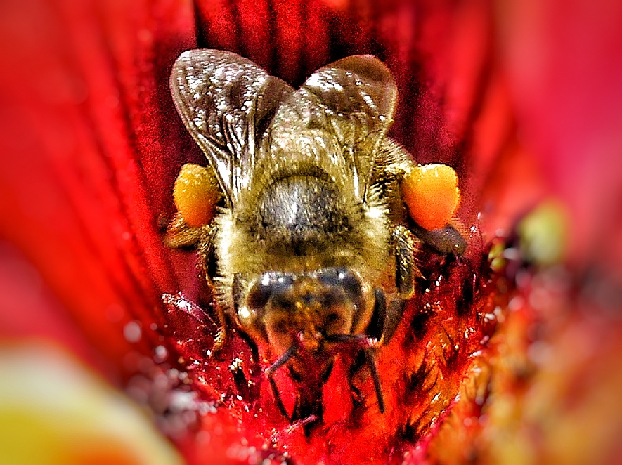 Hummel in der Blüte 2