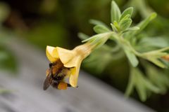 Hummel in der Blüte-4704