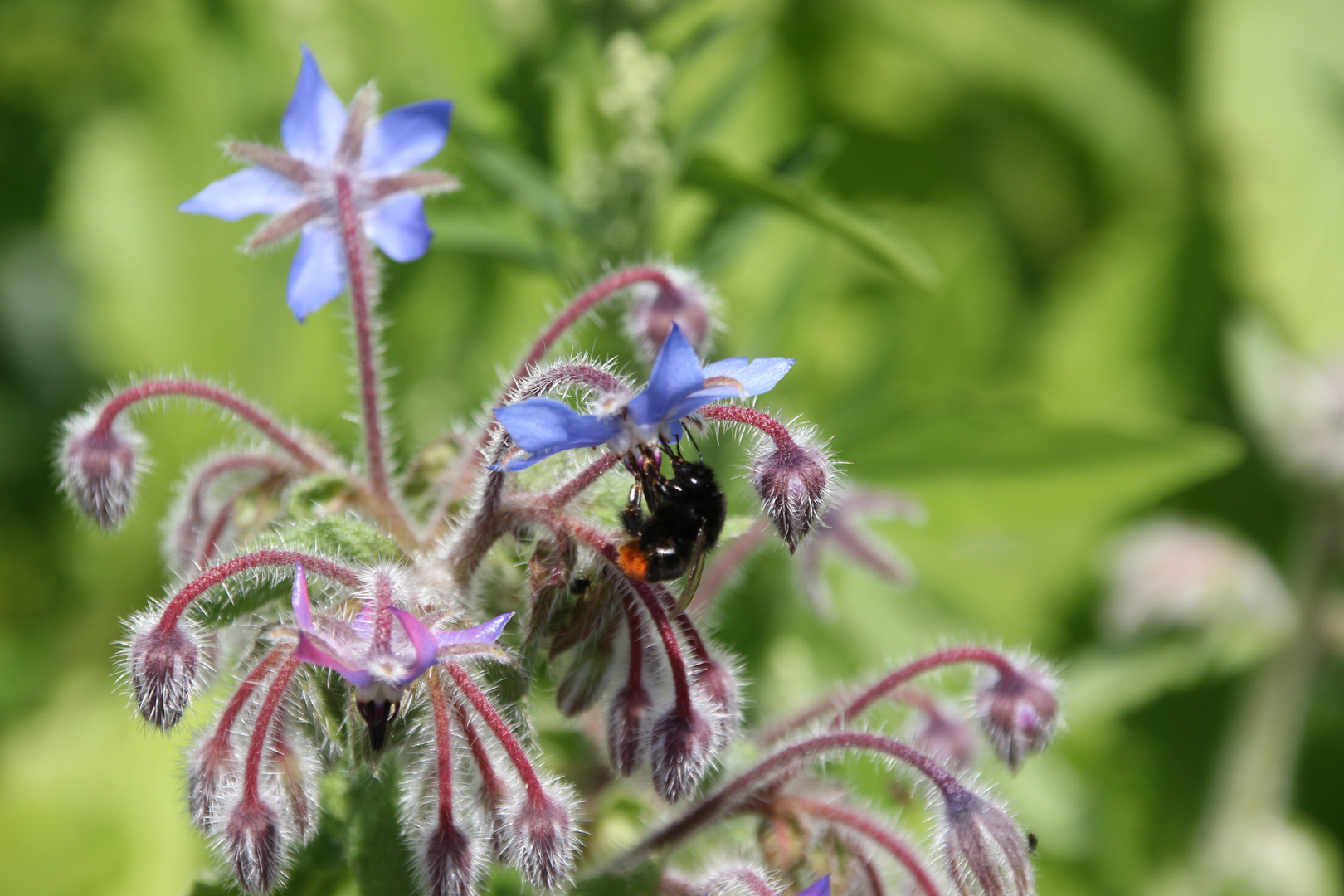 Hummel in der Blüte