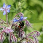 Hummel in der Blüte