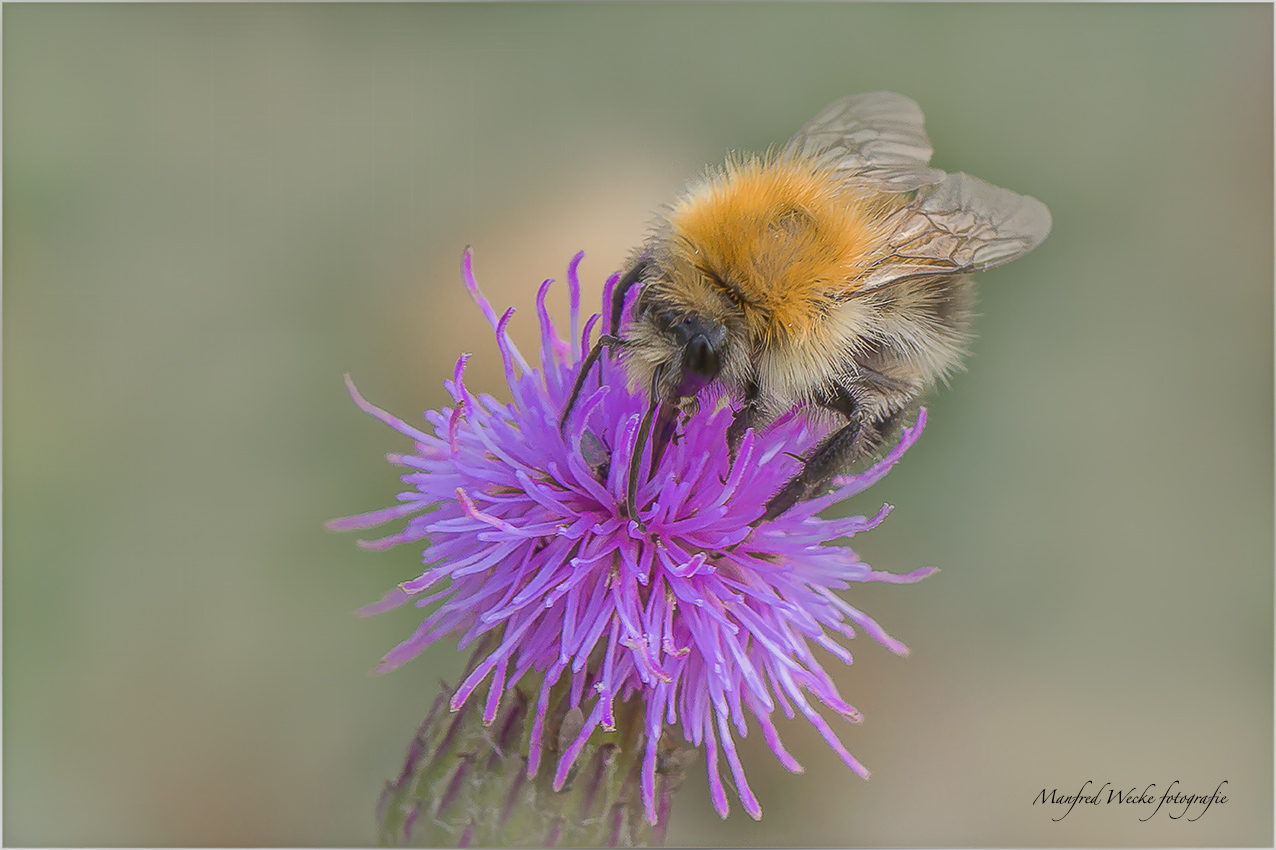 Hummel in der Blüte