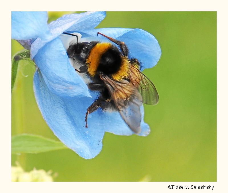 Hummel in der Blüte