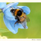 Hummel in der Blüte