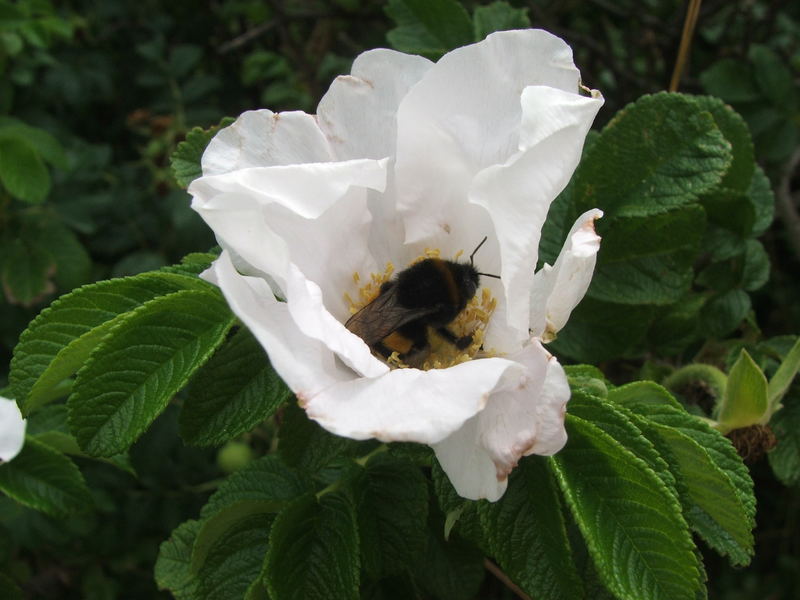 Hummel in der Blüte