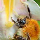 Hummel in der Blüte