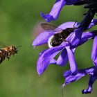 Hummel in der Blüte versunken.......