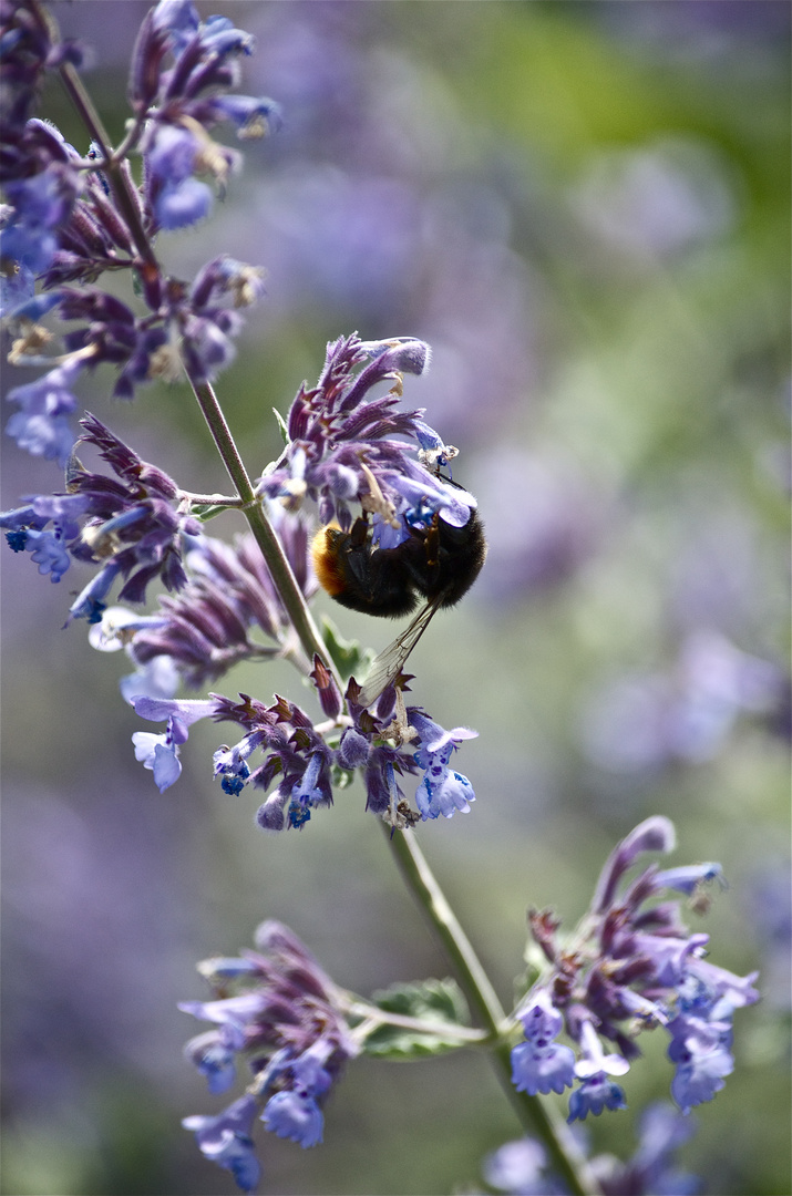 Hummel in der Botanik