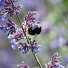 Hummel in der Botanik