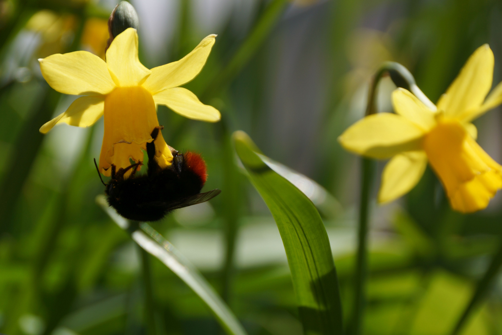 Hummel in der Fitnessstunde